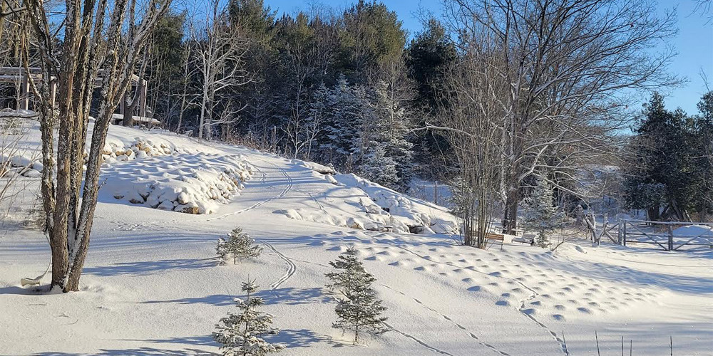Century-Old Cabin: 2-Night Stay with Sparkling Wine & Lavender Treats