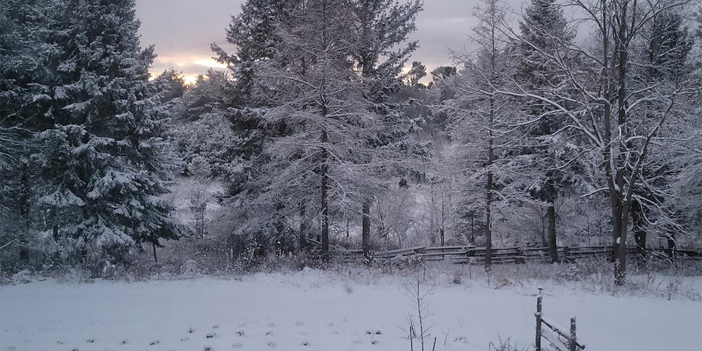 Century-Old Cabin: 2-Night Stay with Sparkling Wine & Lavender Treats