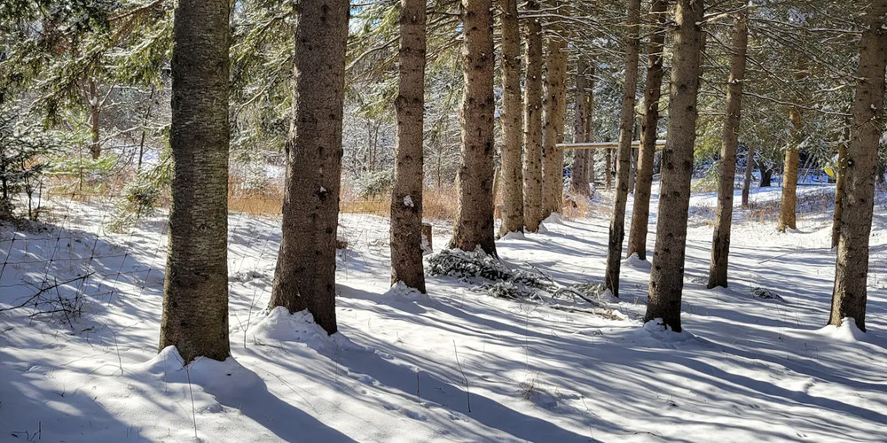 Century-Old Cabin: Private Half-Day Countryside Escape for 4