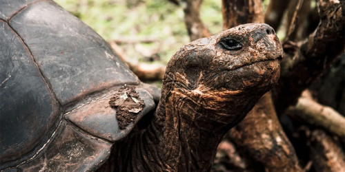 10 Day Tour: Galapagos Uncovered