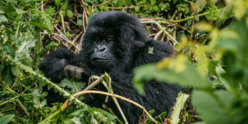 Nairobi to Nairobi: 20 Days Gorillas & Gameparks